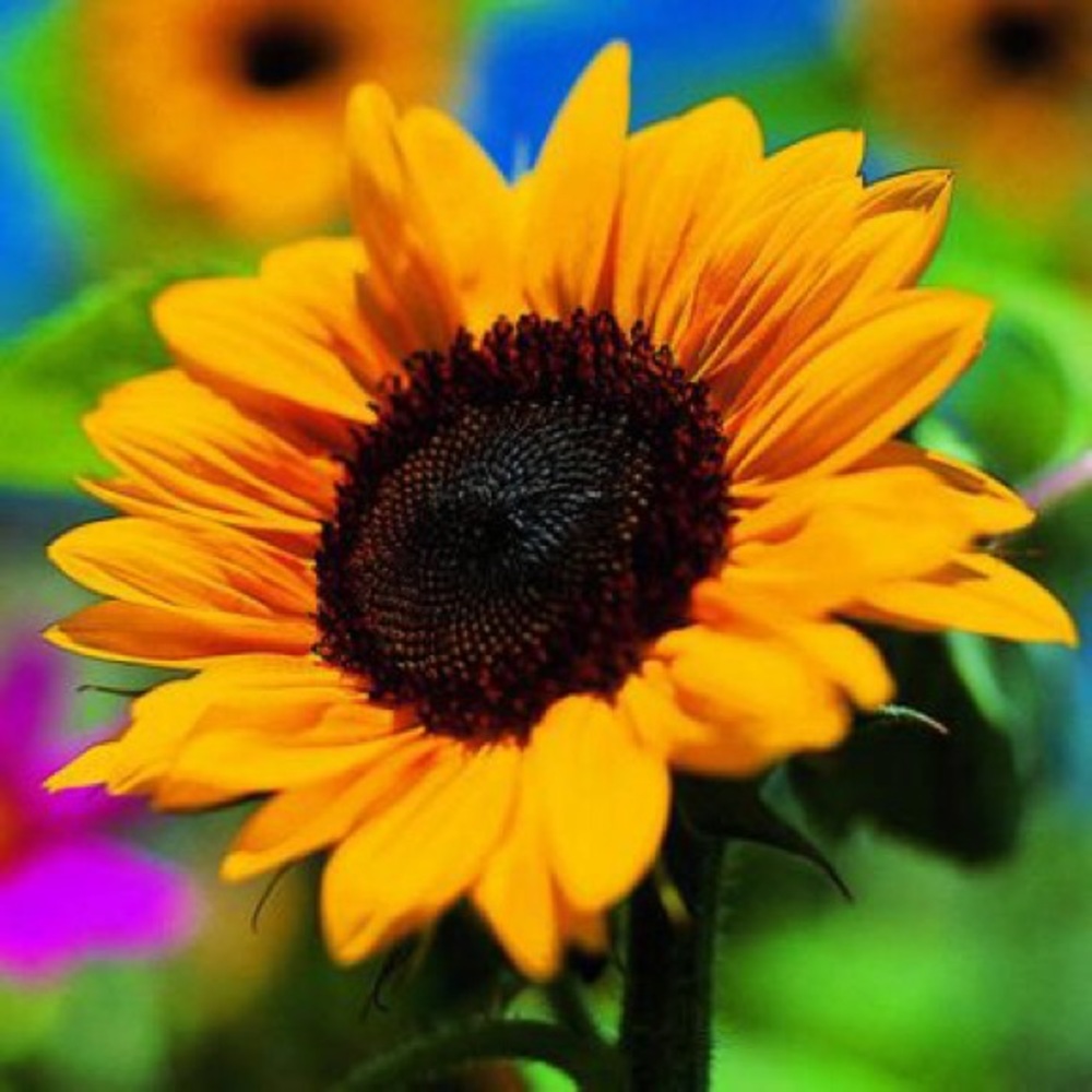 Meet your Posher, Pamela